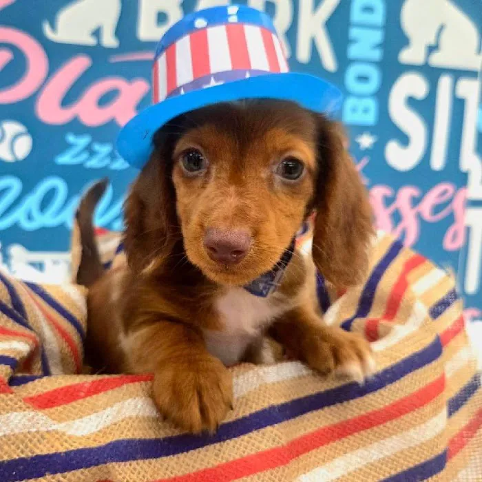 Waggles Puppy Boutique - Duluth Picture 9