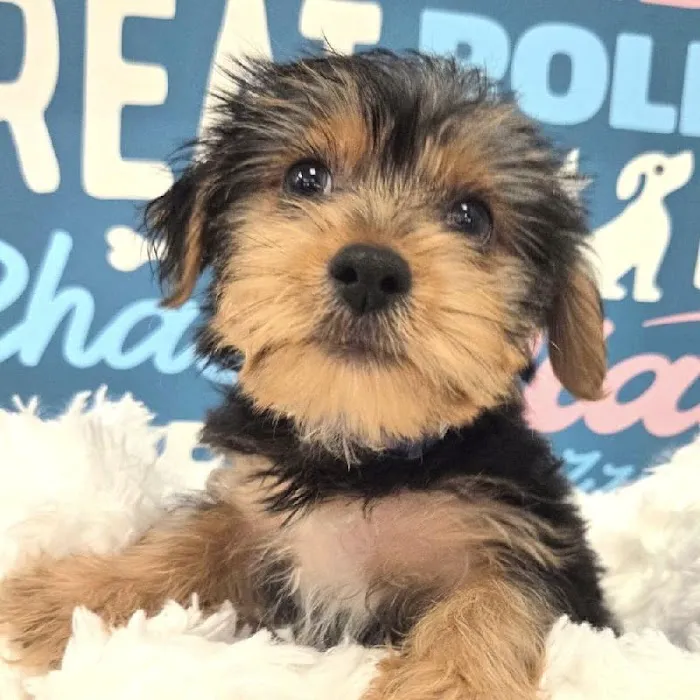 Waggles Puppy Boutique - Duluth Picture 10