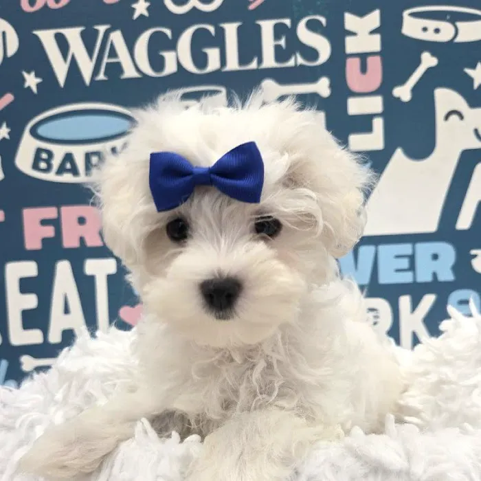 Waggles Puppy Boutique - Duluth Picture 7