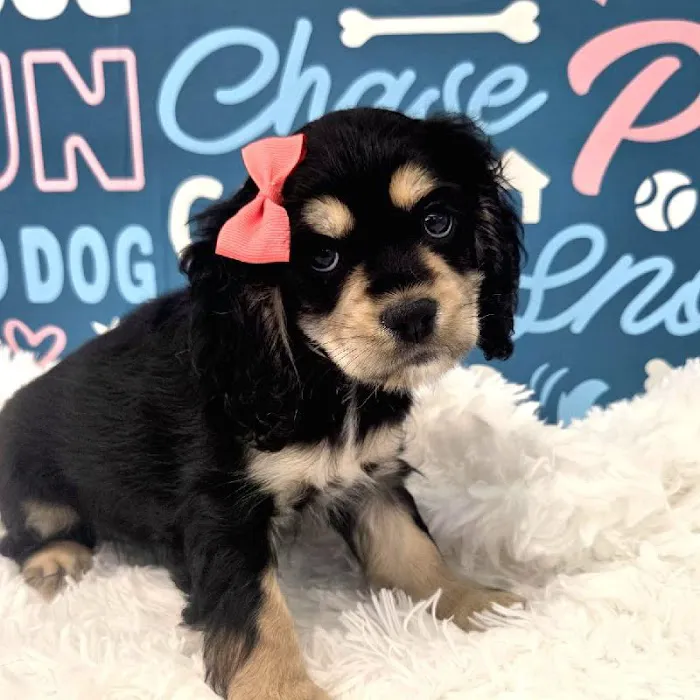 Waggles Puppy Boutique - Duluth Picture 6