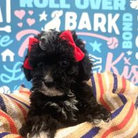 Waggles Puppy Boutique - Duluth ico