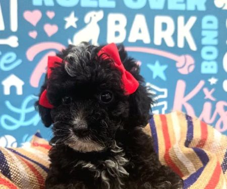 Waggles Puppy Boutique - Duluth