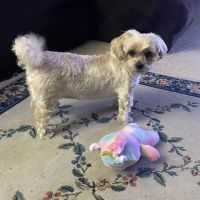 Banfield Pet Hospital ico