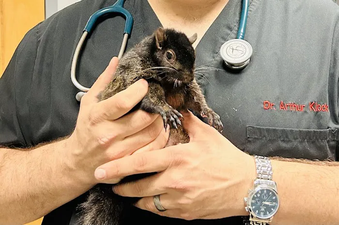 Saw Mill Veterinary Care Picture 9