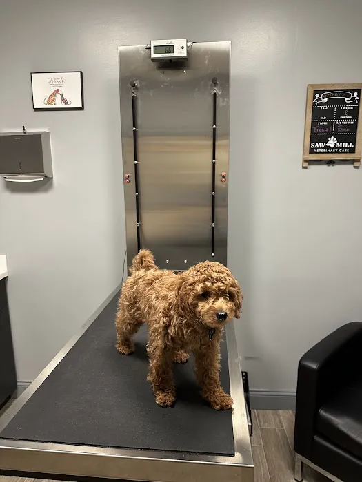 Saw Mill Veterinary Care Picture 6