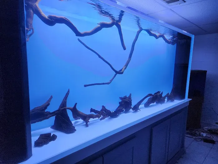 Big Fish Custom Acrylic Aquariums Picture 4
