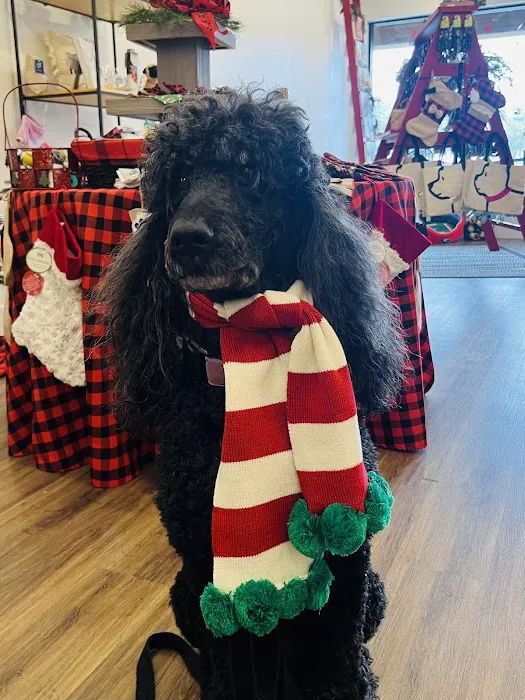 Gussied Up Pet Boutique Picture 5