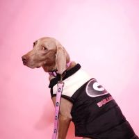 Gussied Up Pet Boutique ico