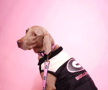Gussied Up Pet Boutique