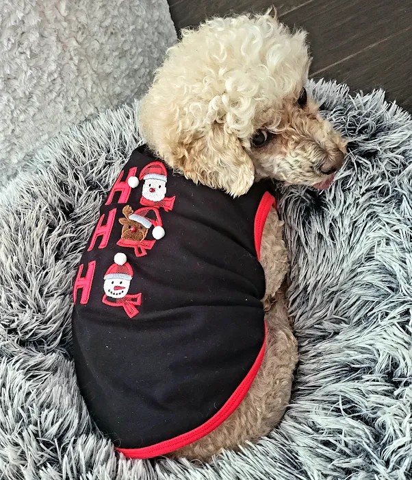 Gussied Up Pet Boutique Picture 10