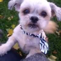 Emerson Animal Hospital ico