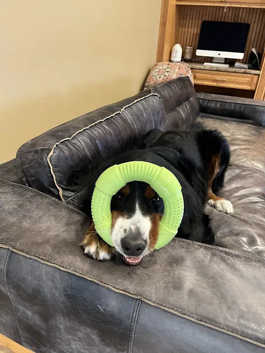 Emerson Animal Hospital Picture 7