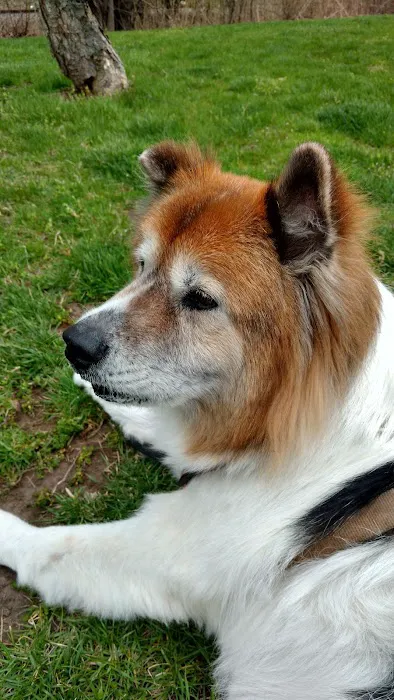 Emerson Animal Hospital Picture 5