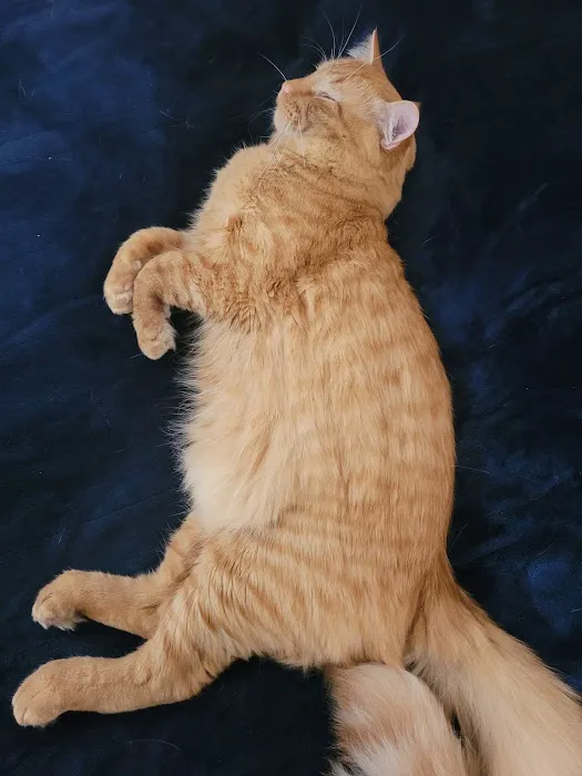 Blue Cross Animal Hospital Picture 4