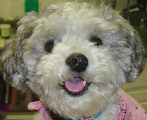 Palisades Veterinary Hospital Picture 1