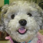 Palisades Veterinary Hospital