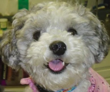 Palisades Veterinary Hospital