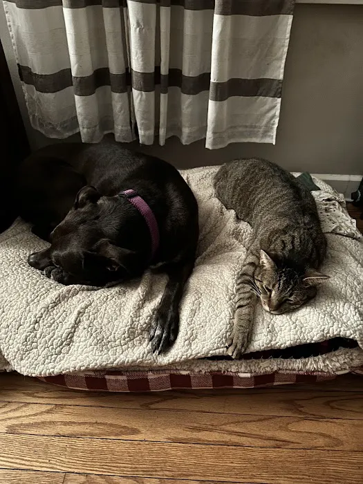 Palisades Veterinary Hospital Picture 5