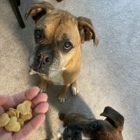 Hollywood Feed ico