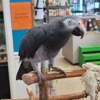 Animal Atlanta ico