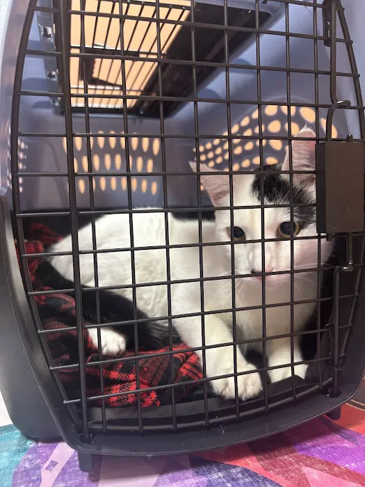 Oradell Veterinary Group of Hasbrouck Heights Picture 2