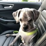 Oradell Veterinary Group of Hasbrouck Heights