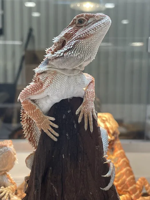 Great Southern Reptile Picture 10