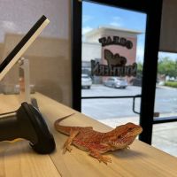 Great Southern Reptile ico