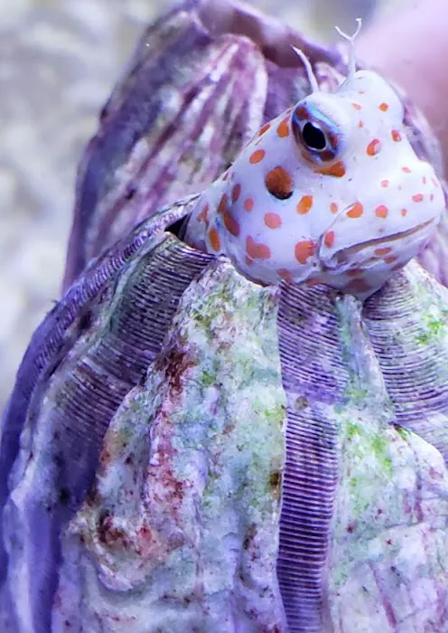 Pure Reef Picture 4