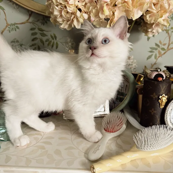 Posh Raggies Ragdoll Kittens Picture 6