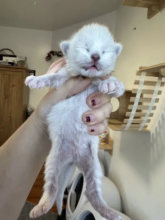Posh Raggies Ragdoll Kittens Picture 7