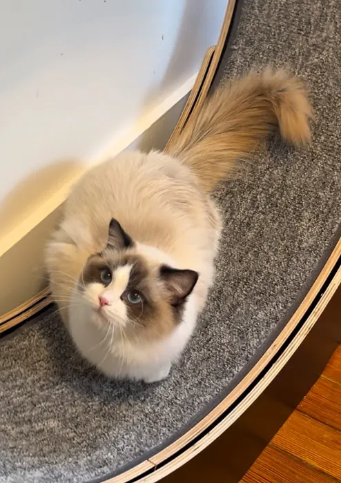 Posh Raggies Ragdoll Kittens Picture 4
