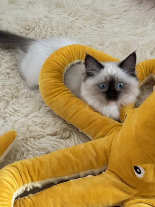 Posh Raggies Ragdoll Kittens Picture 3