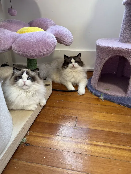 Posh Raggies Ragdoll Kittens Picture 1