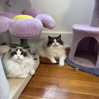 Posh Raggies Ragdoll Kittens ico