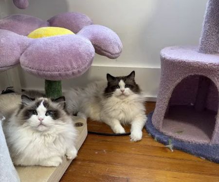 Posh Raggies Ragdoll Kittens