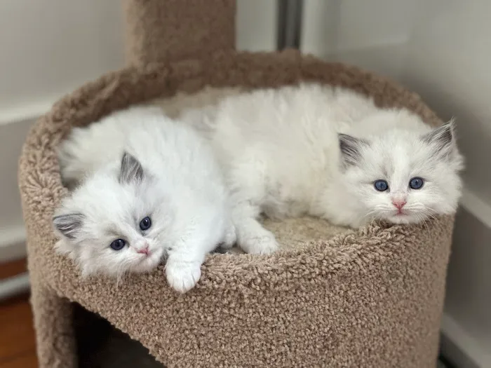Posh Raggies Ragdoll Kittens Picture 5