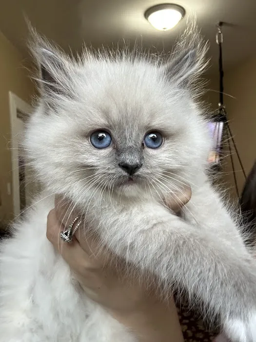 Posh Raggies Ragdoll Kittens Picture 8