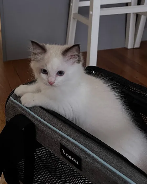 Posh Raggies Ragdoll Kittens Picture 9