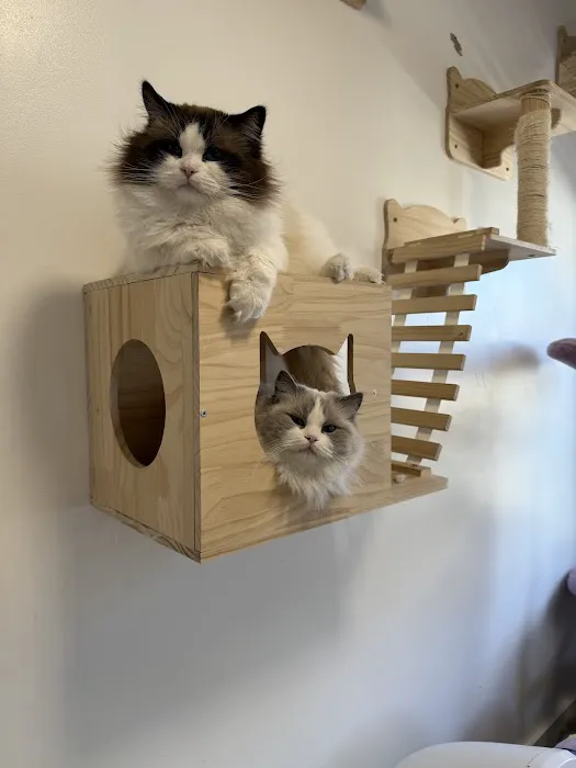 Posh Raggies Ragdoll Kittens Picture 10