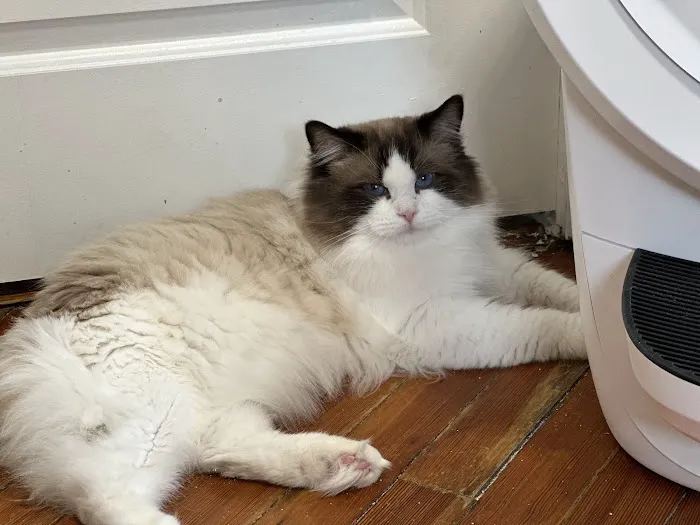 Posh Raggies Ragdoll Kittens Picture 2