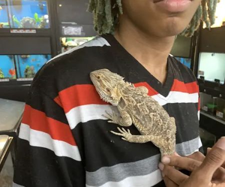 Pet Supplies Plus Carrollton