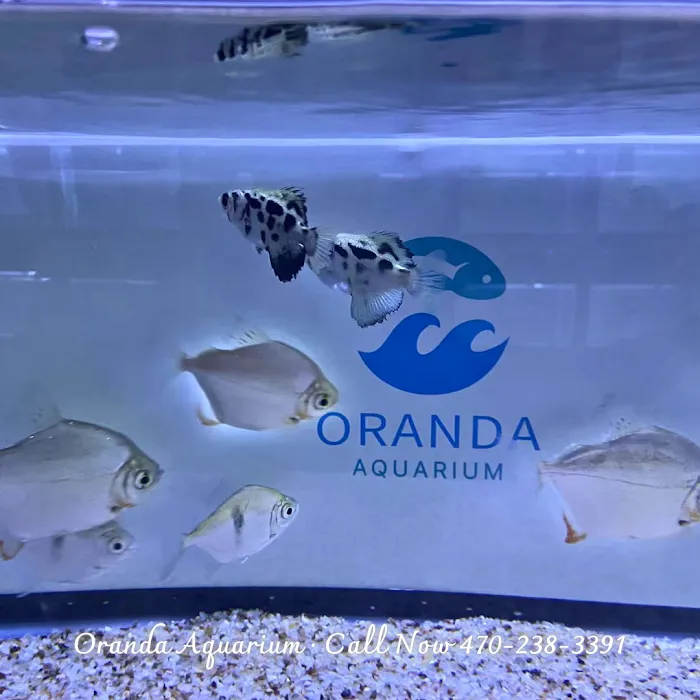 Oranda Aquarium Picture 2