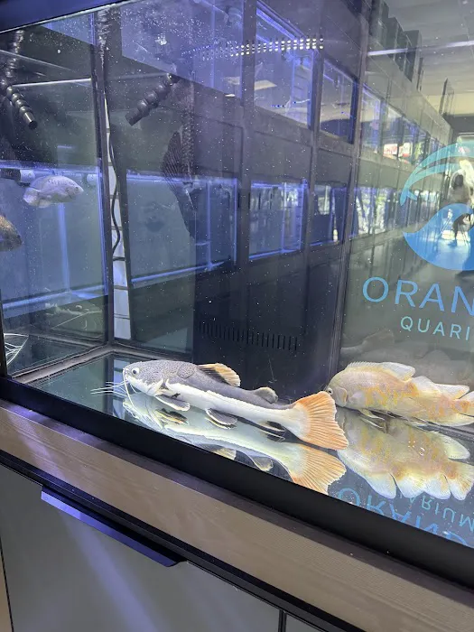 Oranda Aquarium Picture 3