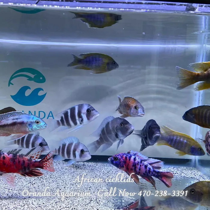 Oranda Aquarium Picture 9