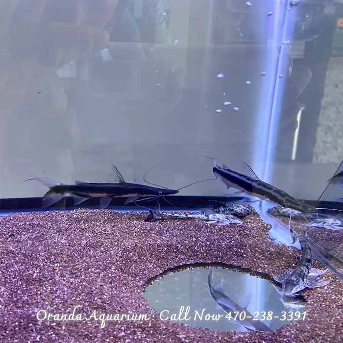 Oranda Aquarium Picture 5