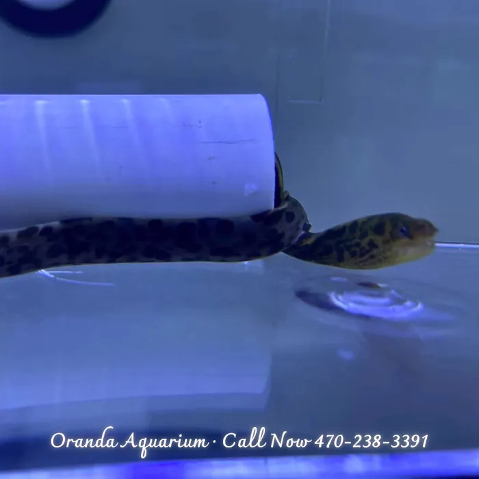 Oranda Aquarium Picture 8