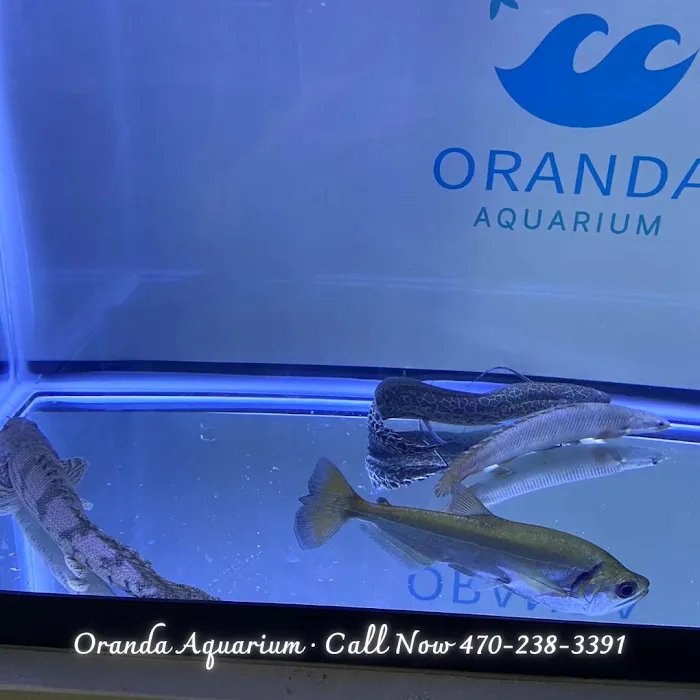 Oranda Aquarium Picture 7