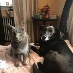 Valley Brook Veterinary Hospital