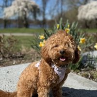 Farview Animal Clinic Paramus ico